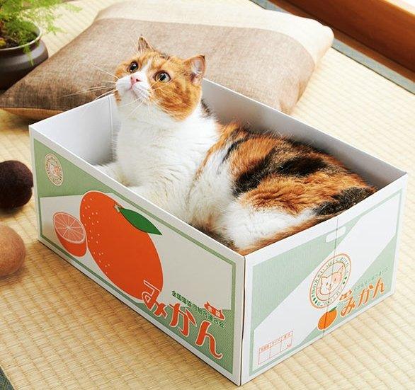 Japanese carton shape Folding cat scratching box Claw grinding board NP-H7TOA-904 - CHL-STORE 